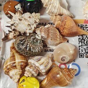 Hermit crab Shells 1 to 1.5  inch Assorted 14 Pack